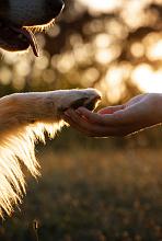 Travel with your dog