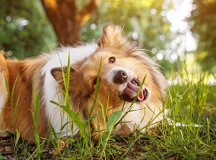 Tips for traveling with your dog