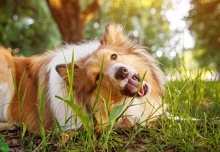 Tips for traveling with your dog