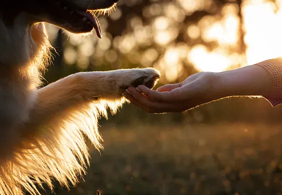 Voyagez avec votre chien