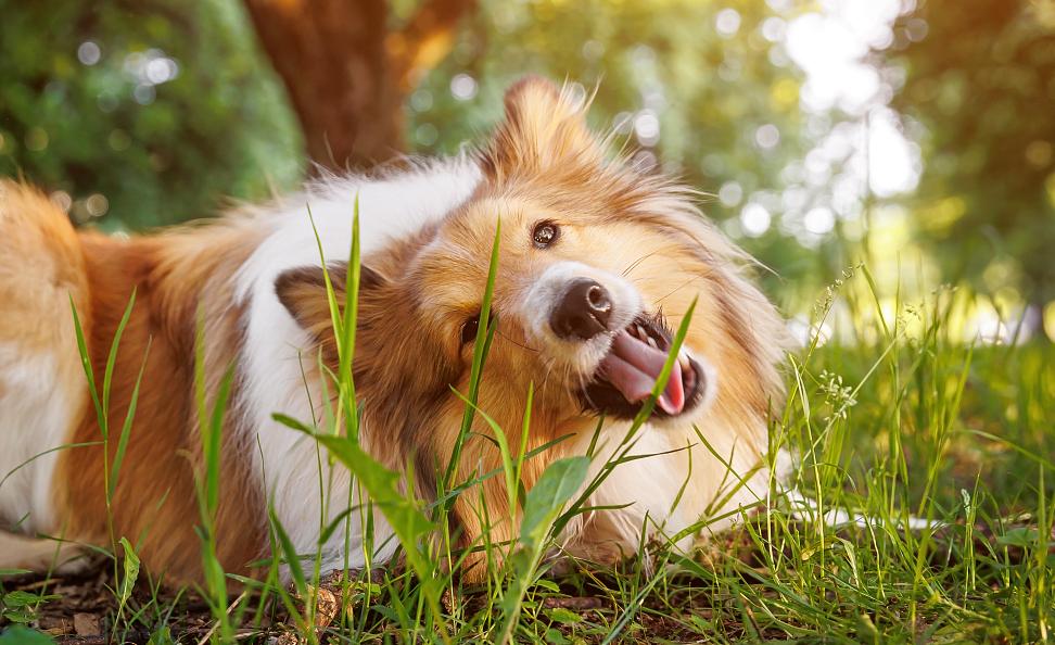 Tips for traveling with your dog