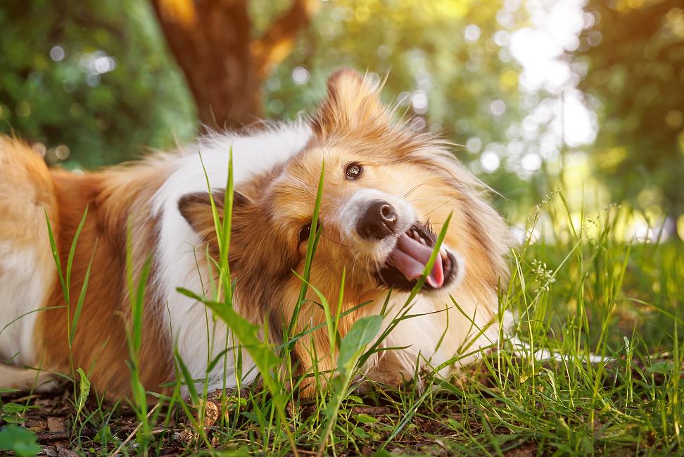 Tips for traveling with your dog