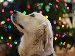 Toxic foods for dogs: how to protect your furry friend during the Christmas holidays