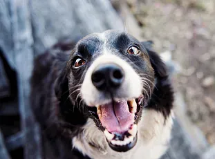 Canine Leishmania: What you need to know to protect your pet