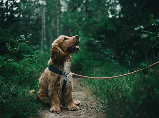 Degenerative joint disease in dogs