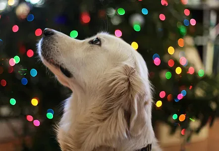 Toxic foods for dogs: how to protect your furry friend during the Christmas holidays