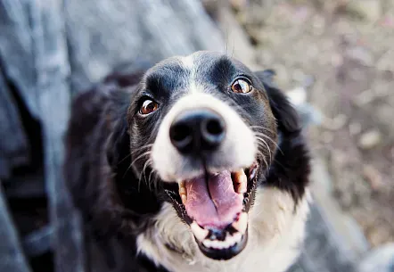 Canine Leishmania: What you need to know to protect your pet