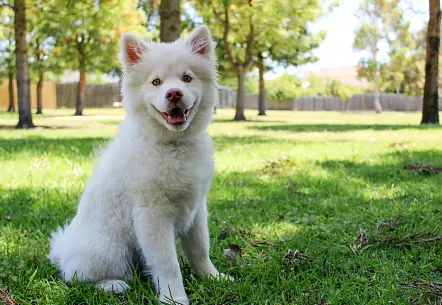 The danger of the processionary moth for dogs