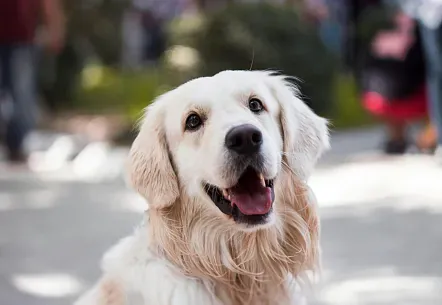 Deworming in dogs