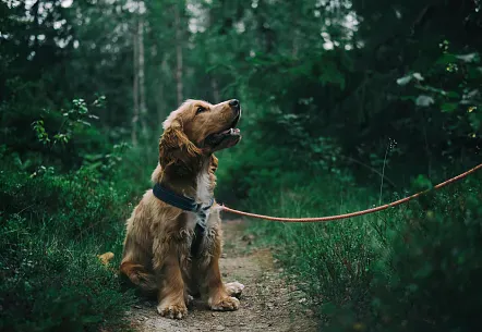 Degenerative joint disease in dogs