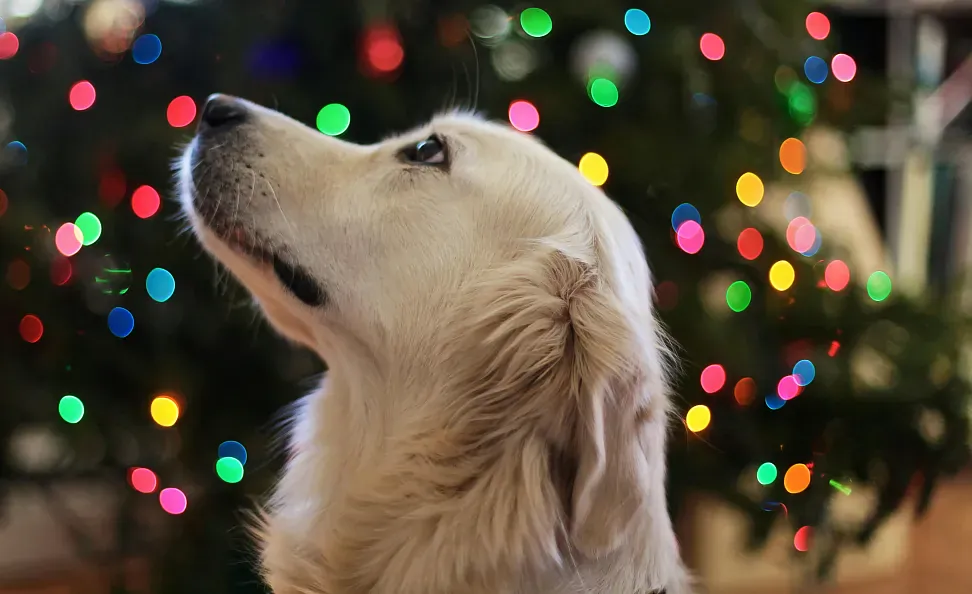 Toxic foods for dogs: how to protect your furry friend during the Christmas holidays