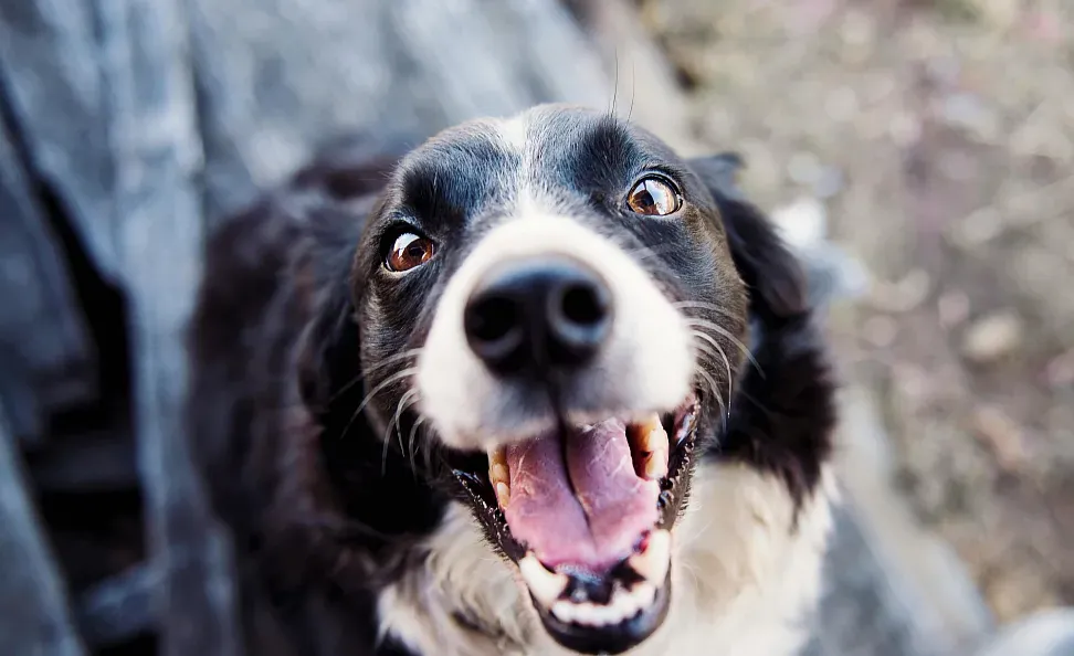 Canine Leishmania: What you need to know to protect your pet