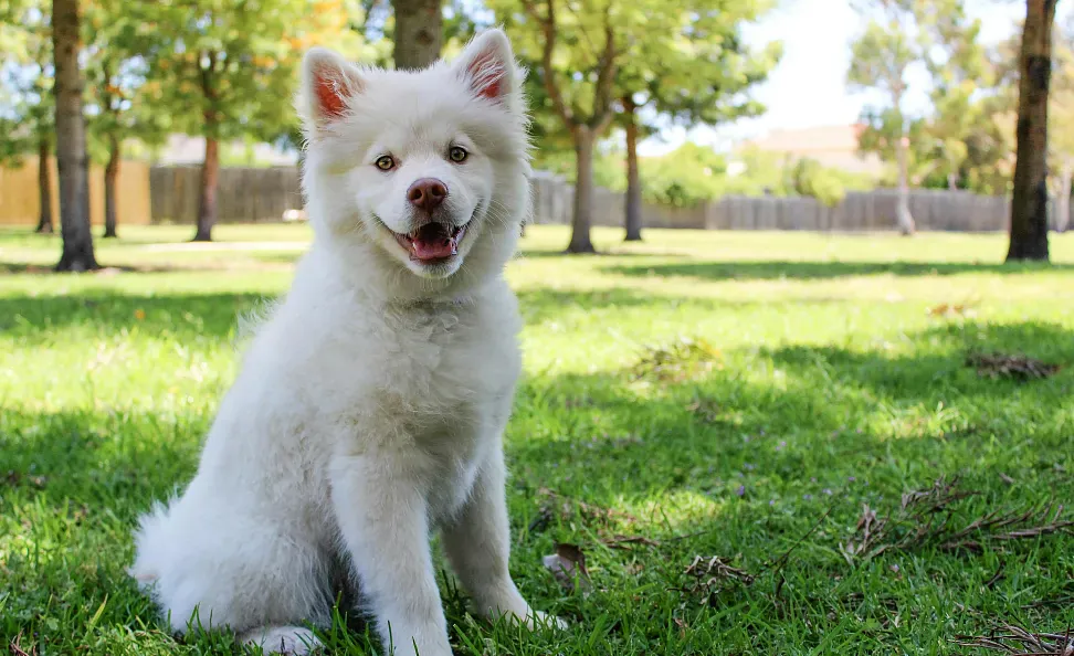 The danger of the processionary moth for dogs