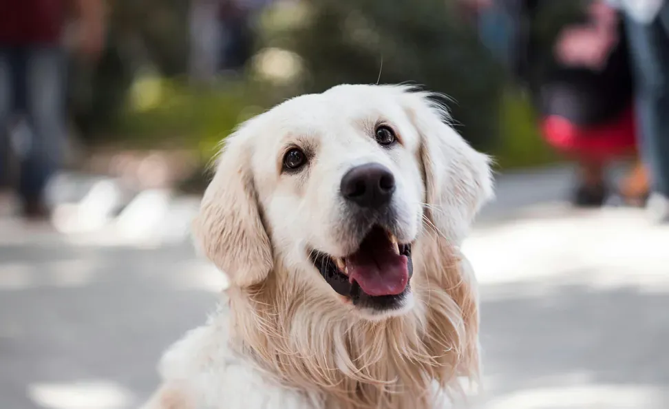 Deworming in dogs