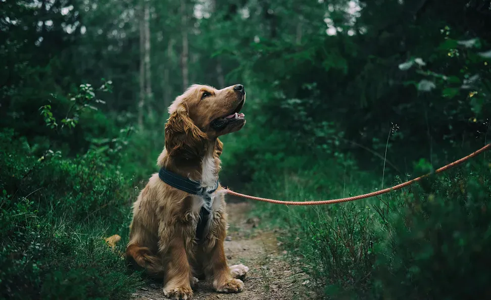 Degenerative joint disease in dogs