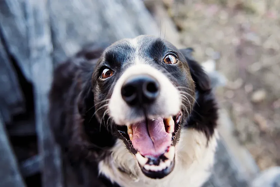 Canine Leishmania: What you need to know to protect your pet