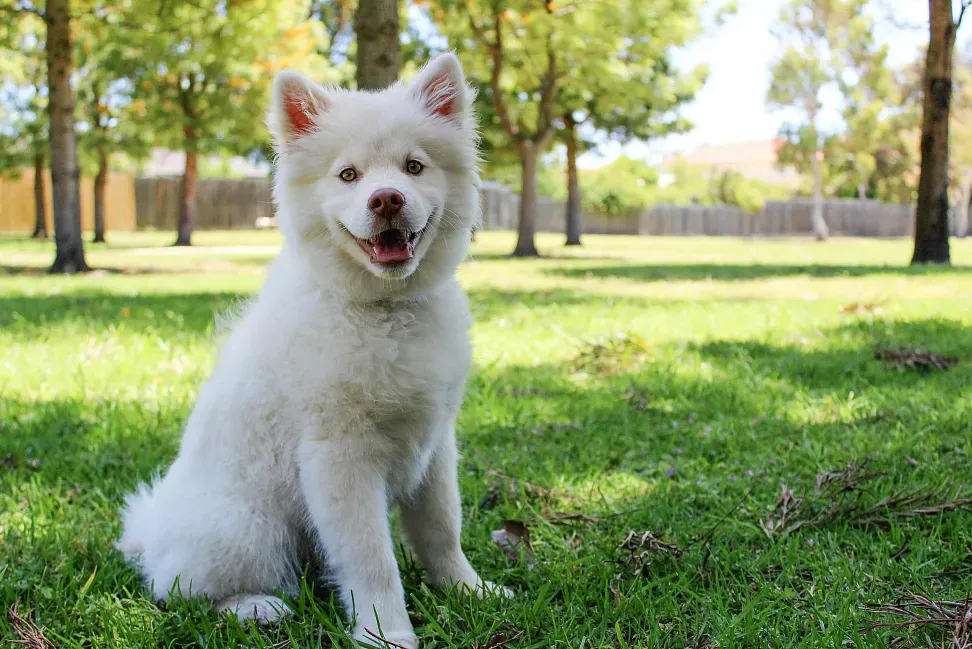 The danger of the processionary moth for dogs