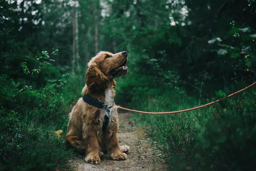 Degenerative joint disease in dogs